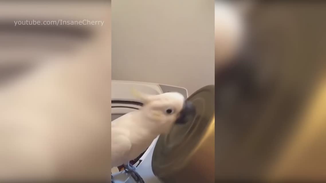 System Of A Down - Chop Suey! (Animal Cover)