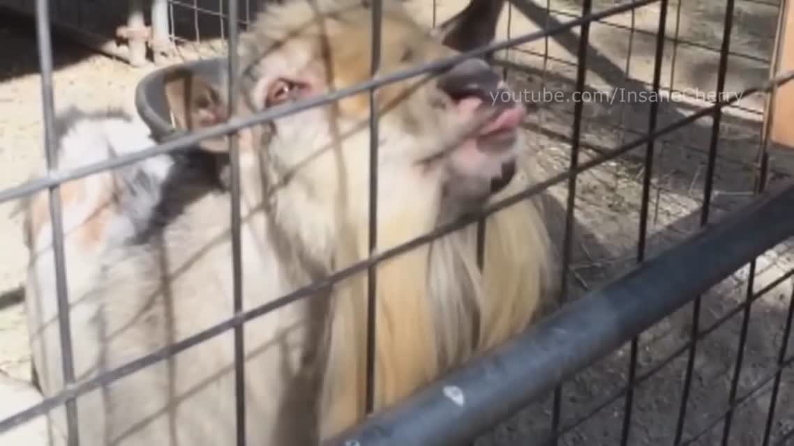 Skrillex - True Gangsters (Animal Cover)