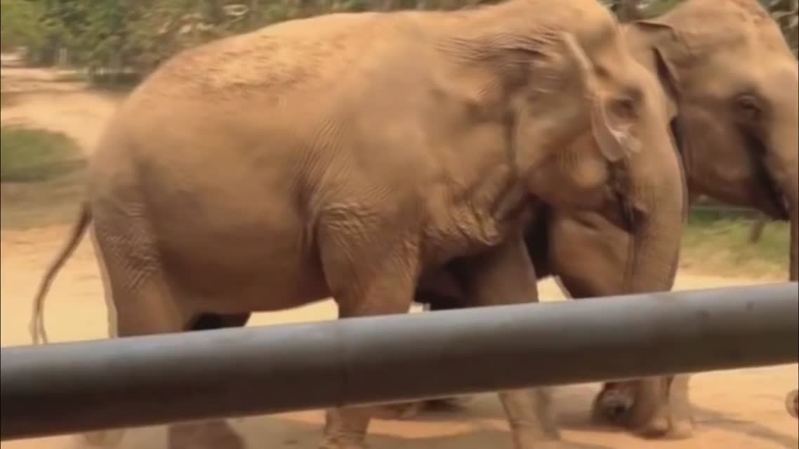 No Twerk (Elephant Gibbon Goat cover)