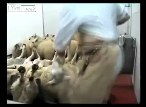 Цех убоя скота (Бельгия)