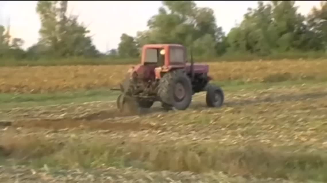 Raw Giant Trump Portrait in Italian Field
