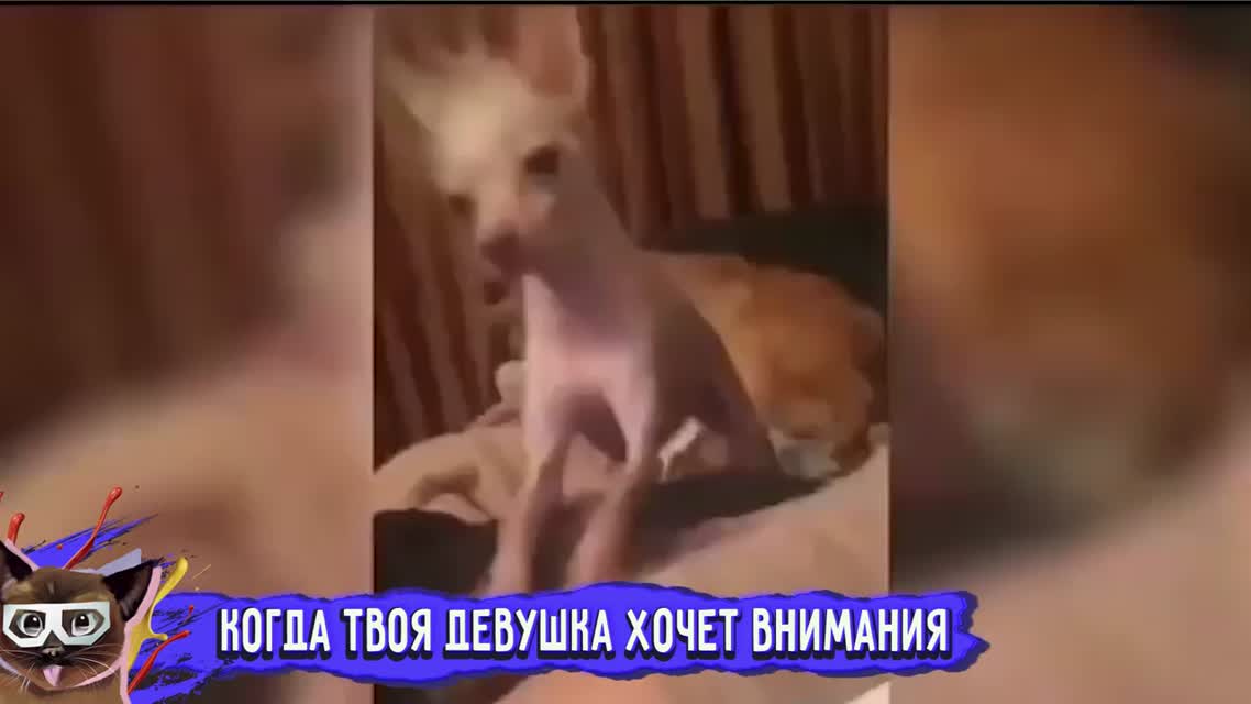 НЕ ДЕТСКИЕ ПРИКОЛЫ 2016 ЛУЧШИЕ