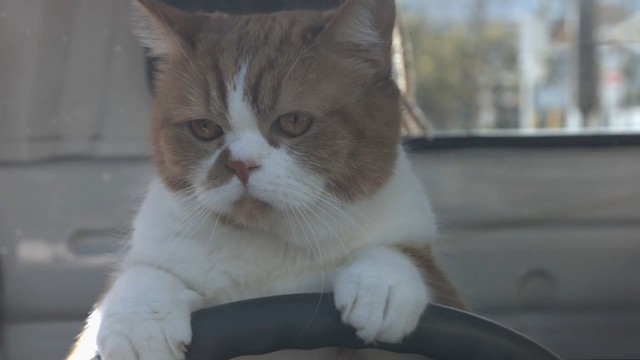 Y!mobile commercial