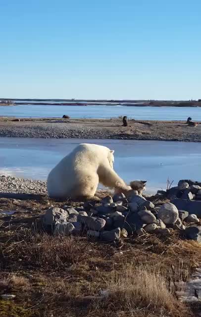 Polar bear petting dog