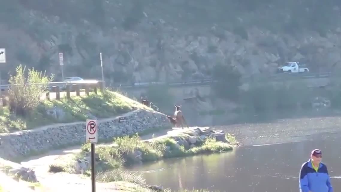 Врезал по морде Кенгуру  ПОТРАЧЕНО