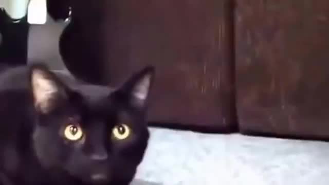 смешные кошки, которые поют