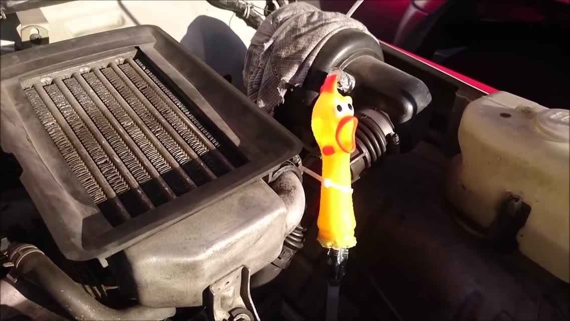 super blowoff shrilling chicken