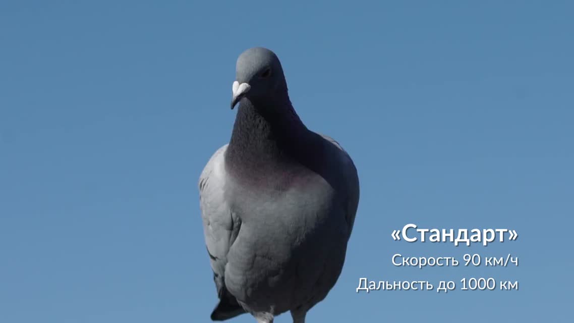 МТС #Голубеграм
