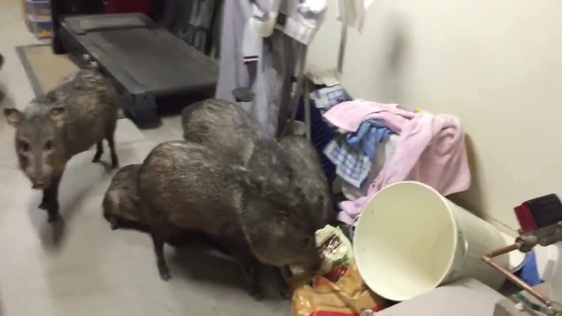 Hungry pigs
