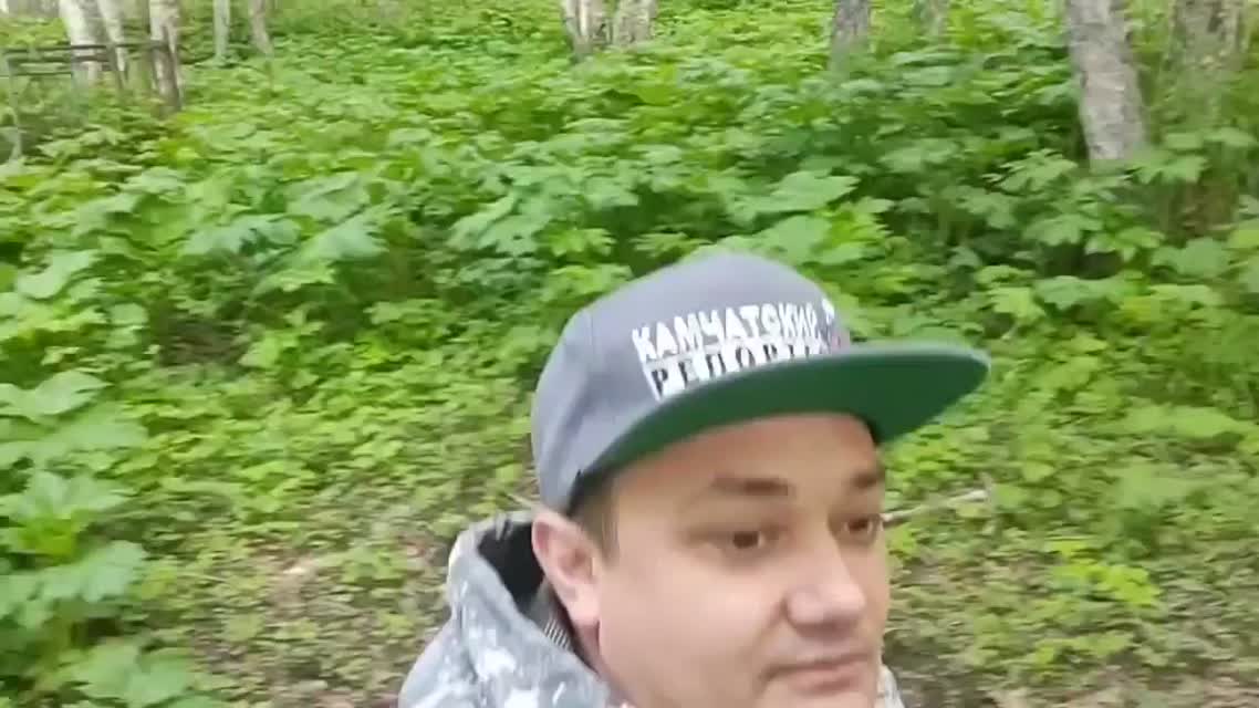 Сакура или Береза?