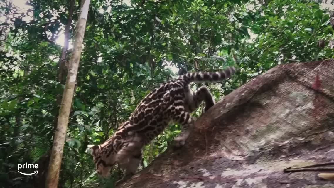 Дикая кошка / Wildcat (2022)
